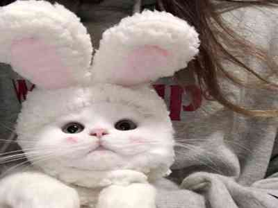 黄色软件app下载3.0.3免费oppo版大全装九幽：最新版app更新，界面优化性能强，免费版oppo大全版推荐！-1